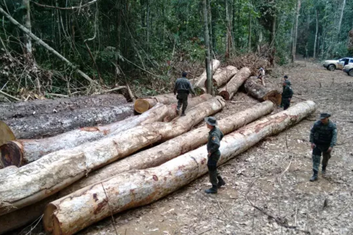 Desmatamentos na Amazônia e Cerrado atingem área equivalente a 11 cidades de São Paulo de agosto de 2018 a julho de 2019