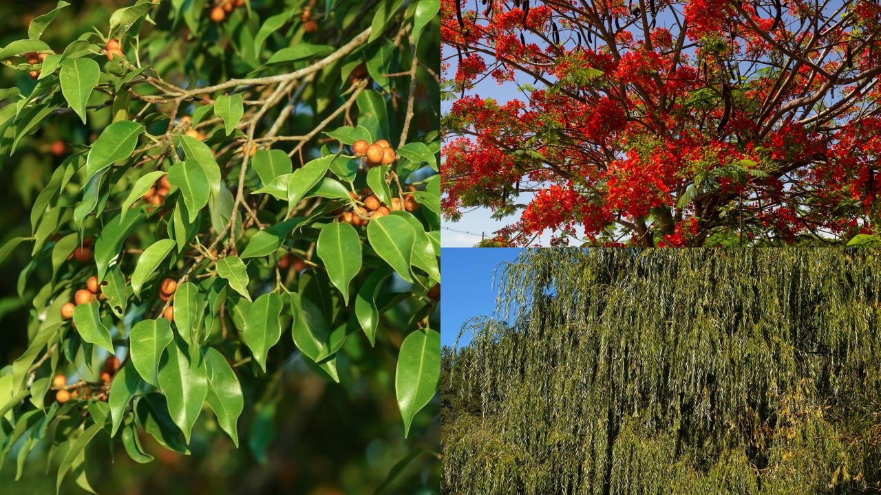 3 Árvores que Devem Ser Evitadas ao Perto do Muro: Riscos e Dicas de Plantio