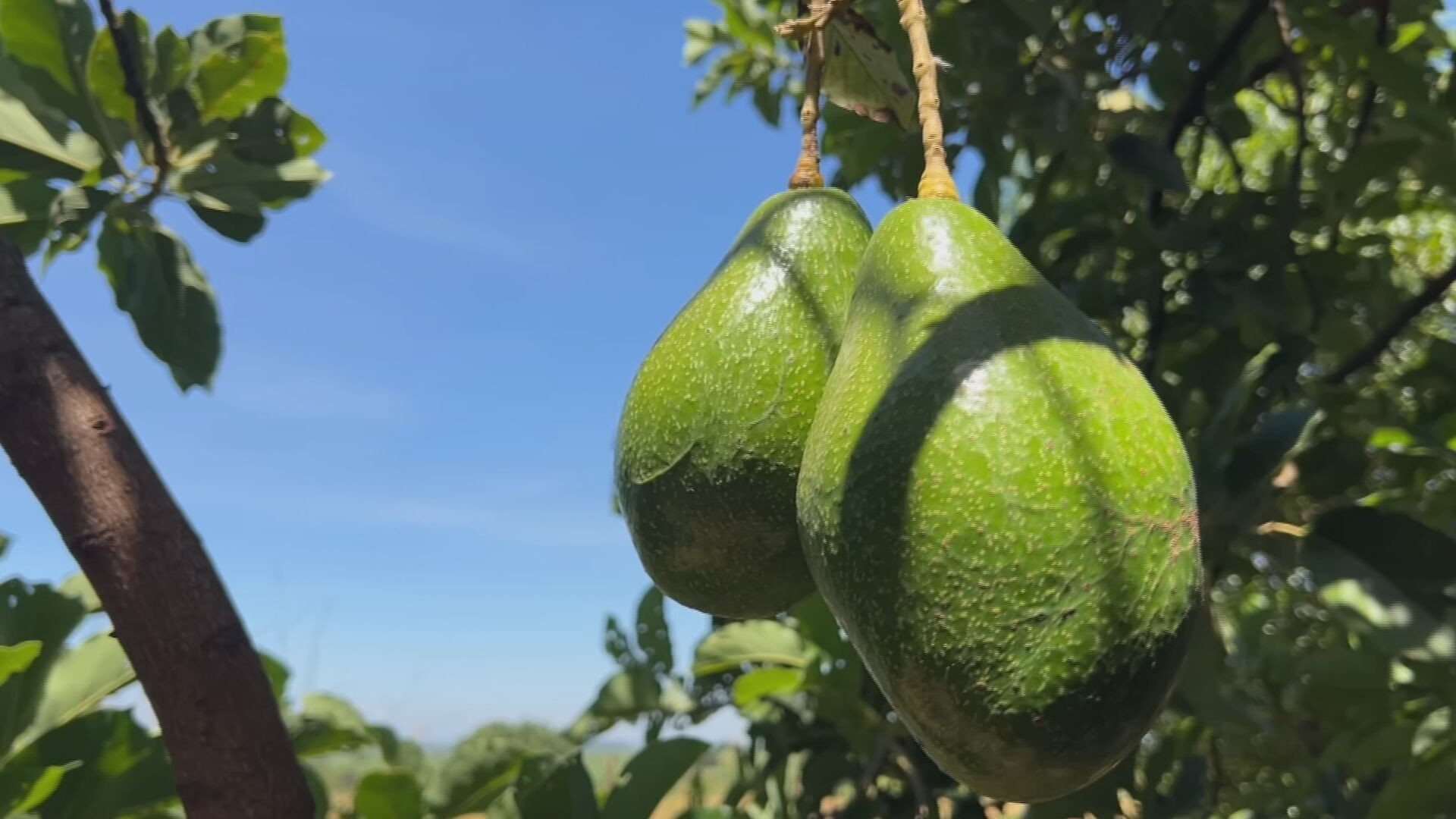 Abacate em Tupã: Produção Recorde Após Perdas no Ano Passado