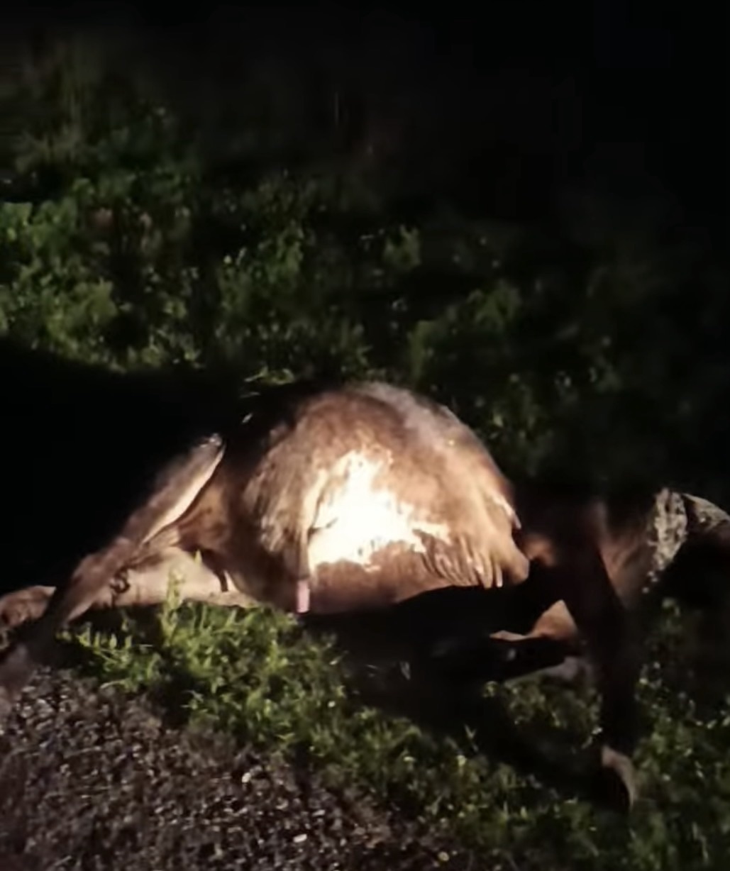 Acidente em Estrada: Animal Solto Provoca Colisão na CE-266