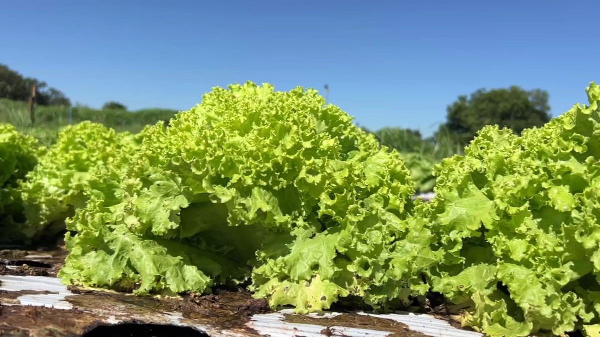 Alface em Perigo: O Calor Pode Comprometer a Produção em Muitas Regiões