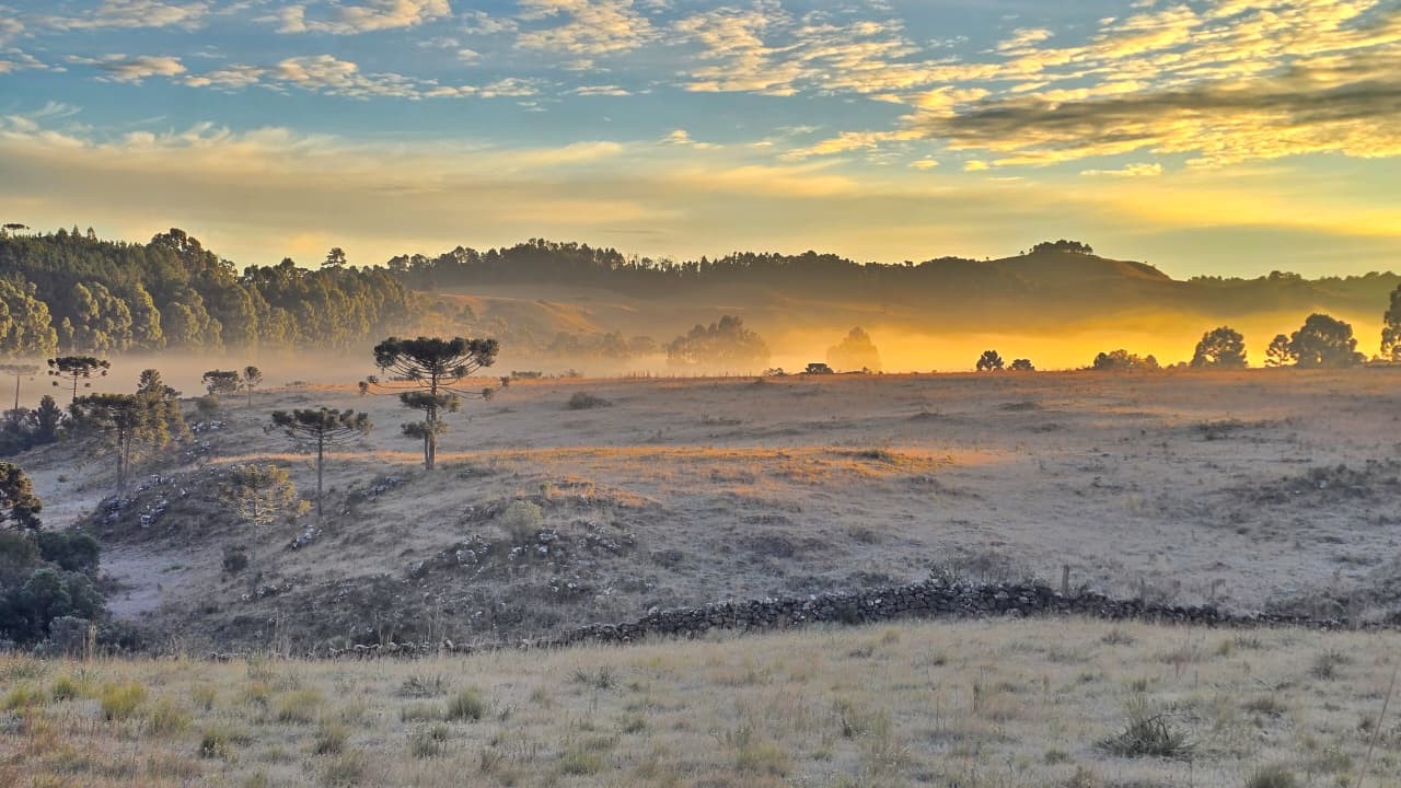 Amanheceu frio em SC: Veja como a geada cobriu a Serra e deixou a vegetação branquinha