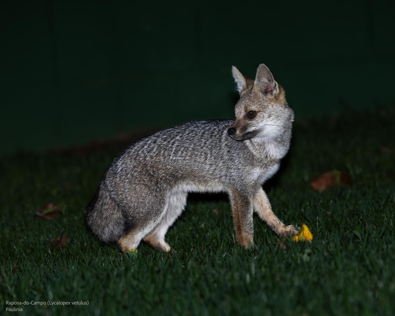 Aparição de suposta raposa em condomínio aguça curiosidade de moradores e traz alerta em P