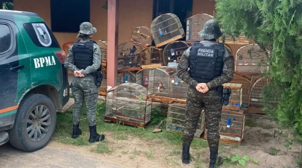 Apreensão de Aves Silvestres: Polícia Militar do Ceará Combate Crime Ambiental em Crato