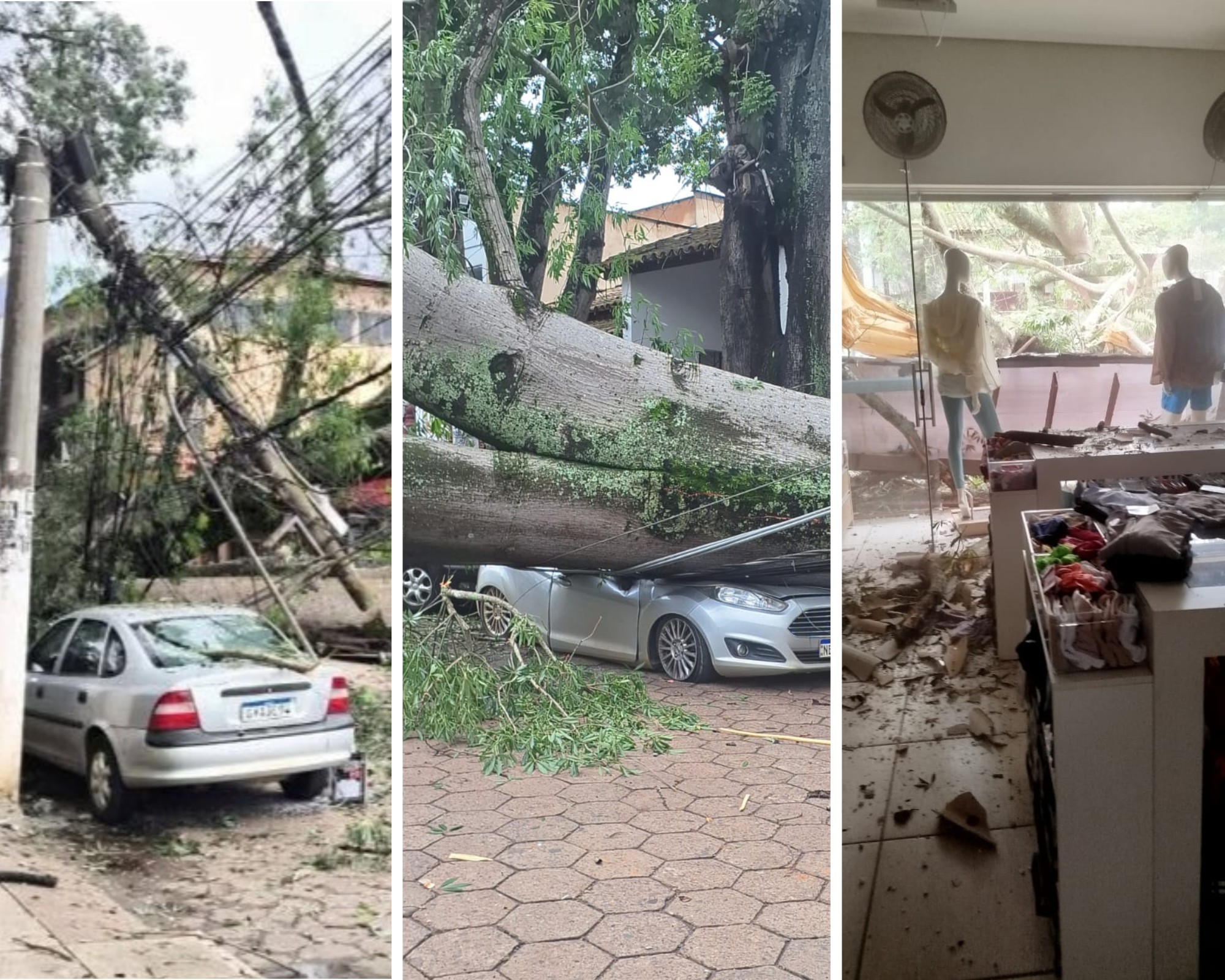 Árvore cai, esmaga carros e destrói fachadas de lojas em MG; VÍDEO