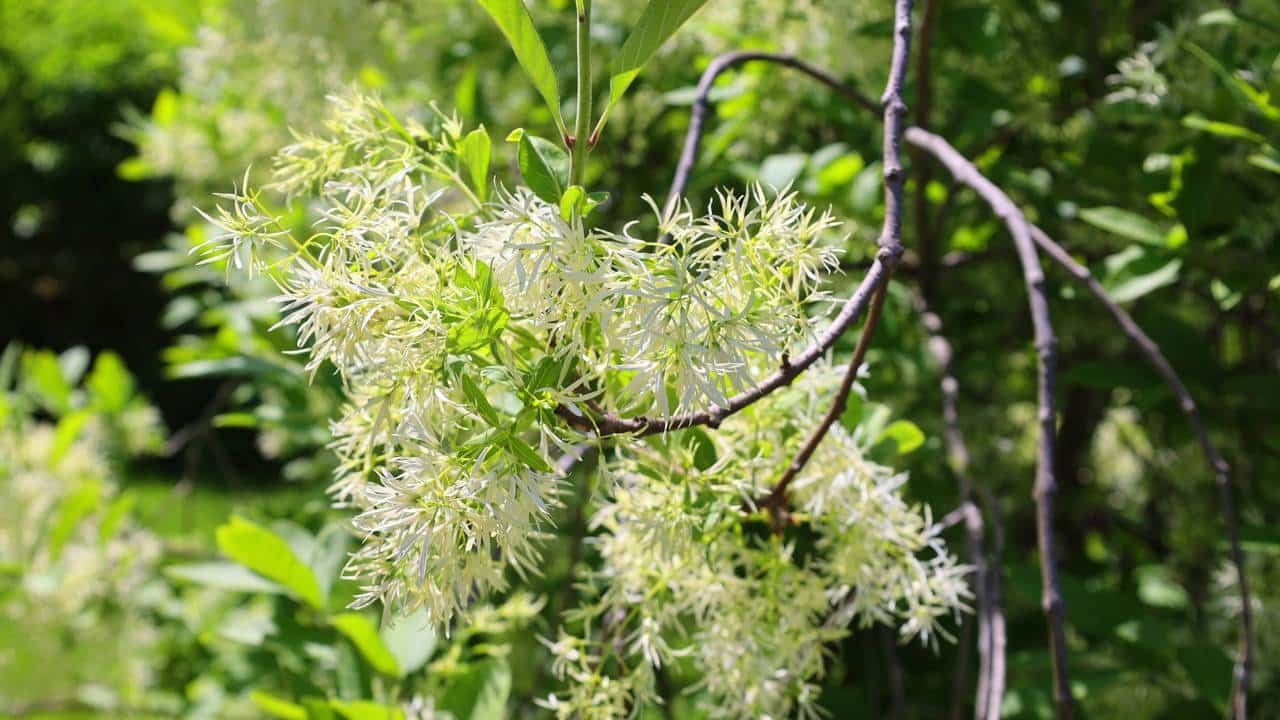 Árvore-da-Neve: A Planta Perfumada que Transforma Varandas e Jardins Urbanos