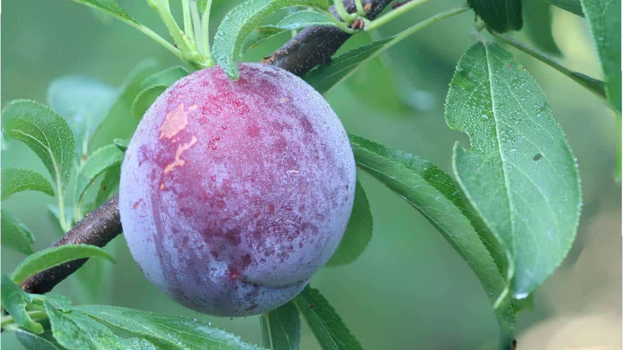 Árvore Ideal: Ameixeira para Quintais e Calçadas - Desenvolvimento Sustentável