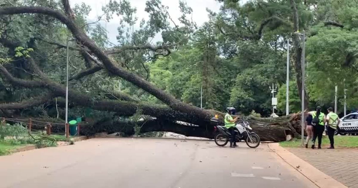 Árvore que caiu no Ibirapuera pode ter tido raízes afetadas por ciclone