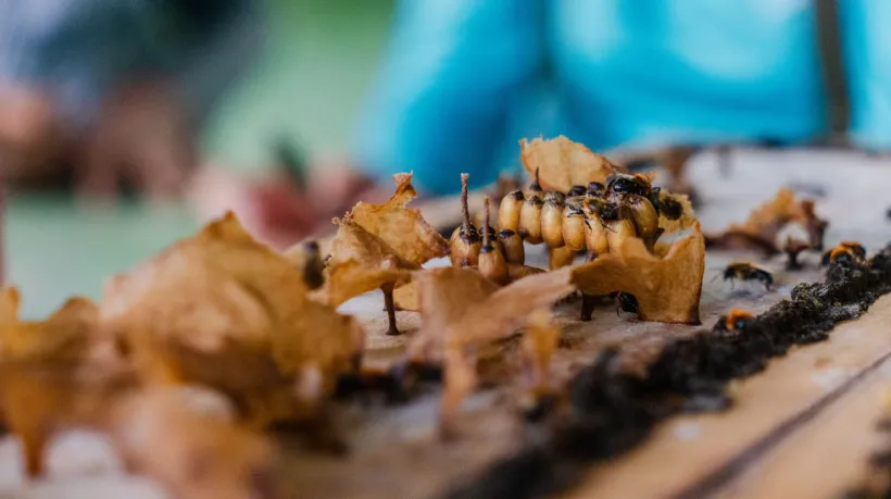 Ataque de Abelhas: Caminhoneiro Sofre Choque Anafilático e é Resgatado em Sobral