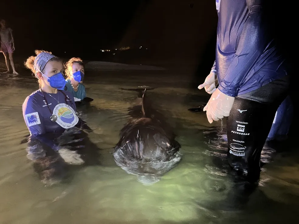 Baleia-Piloto-De-Peitorais-Curtas: Filhote de 2,74 metros morre encalhado no Ceará