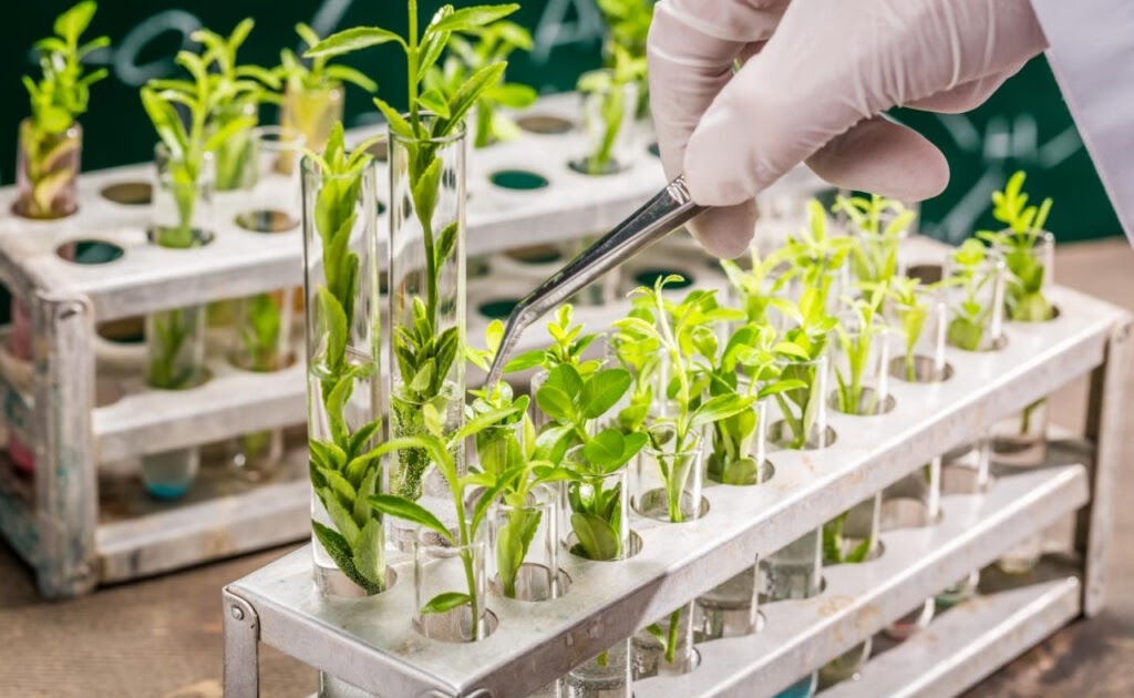 Bioinsumos: O Futuro da Agricultura Sustentável no Brasil
