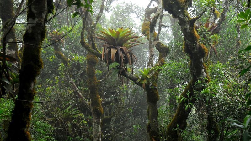Bromélias enriquecem o solo e promovem a diversidade de plantas na floresta