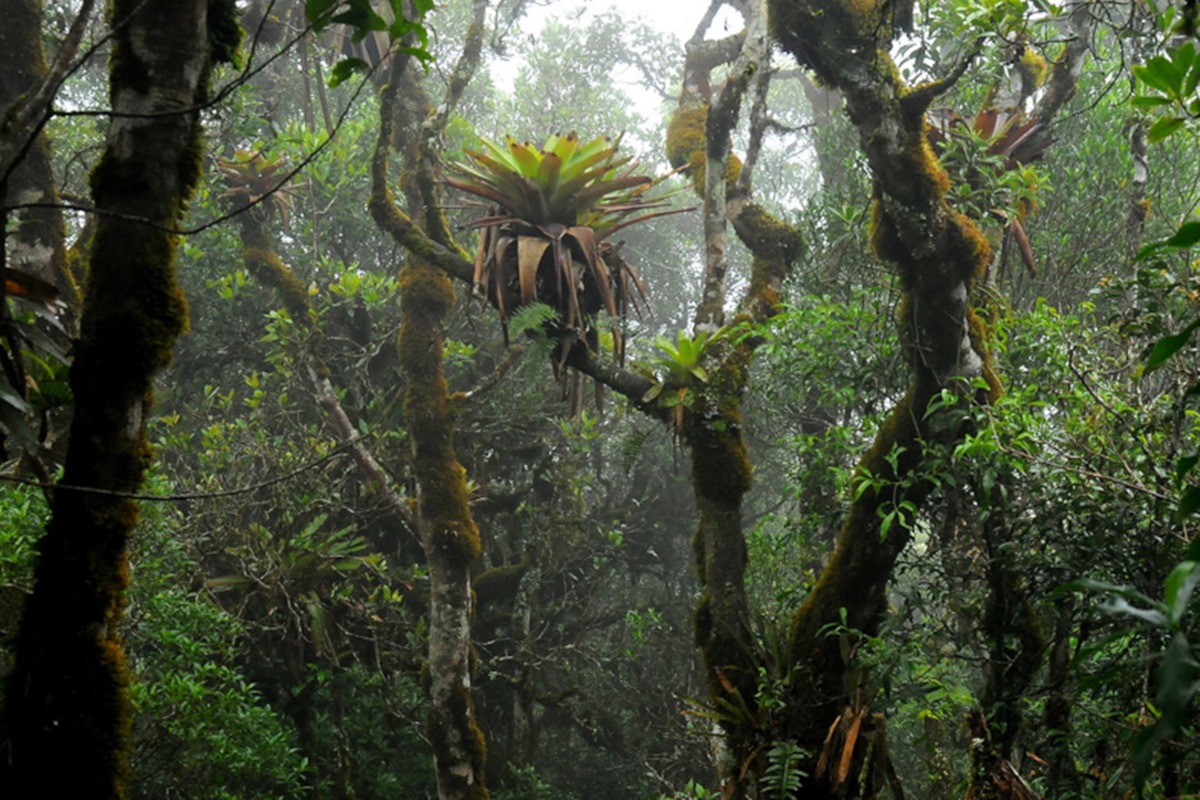 Bromélias nutrem plantas grandes que vivem em solo pobre em nutrientes