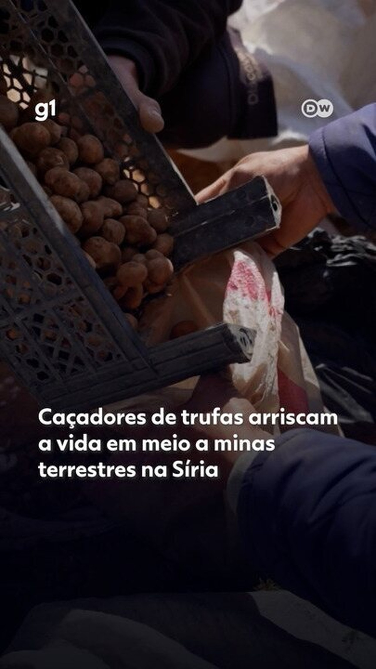 Caça de Trufas na Síria: Um Risco Mortal por Dinheiro