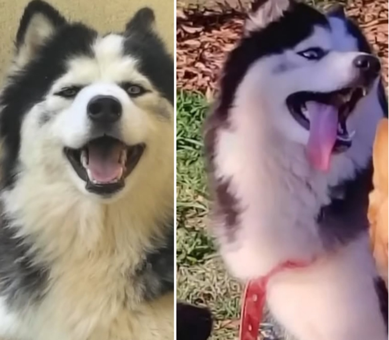 Cachorra morre após se assustar com fogos de artifício e se enroscar em portão no interior