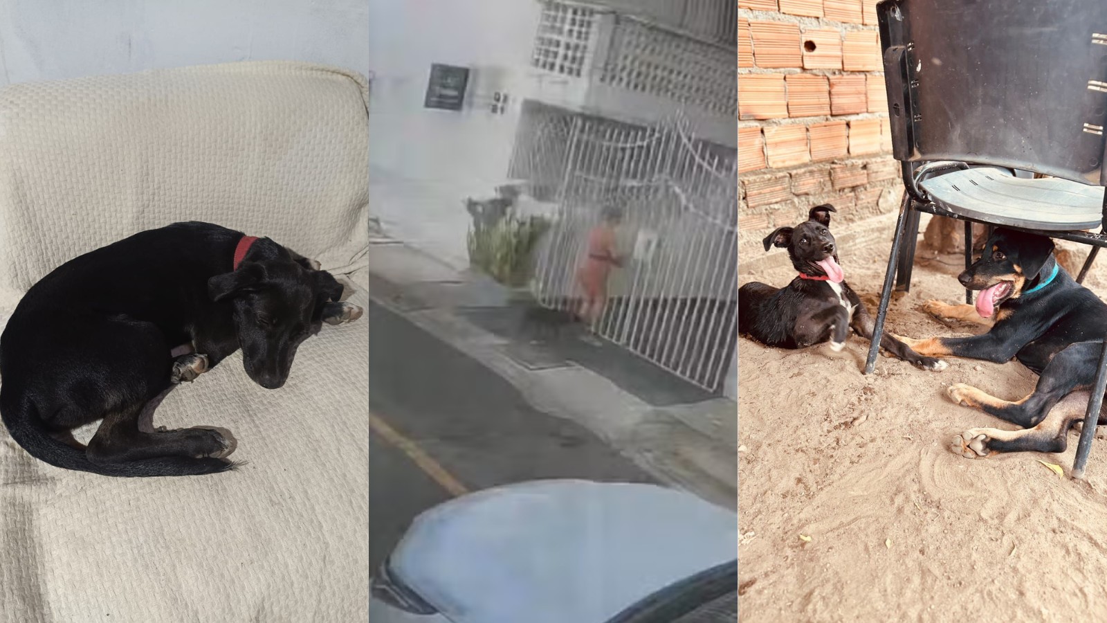 Cachorro abandonado amarrado em condomínio de Teresina é adotado; animal está internado