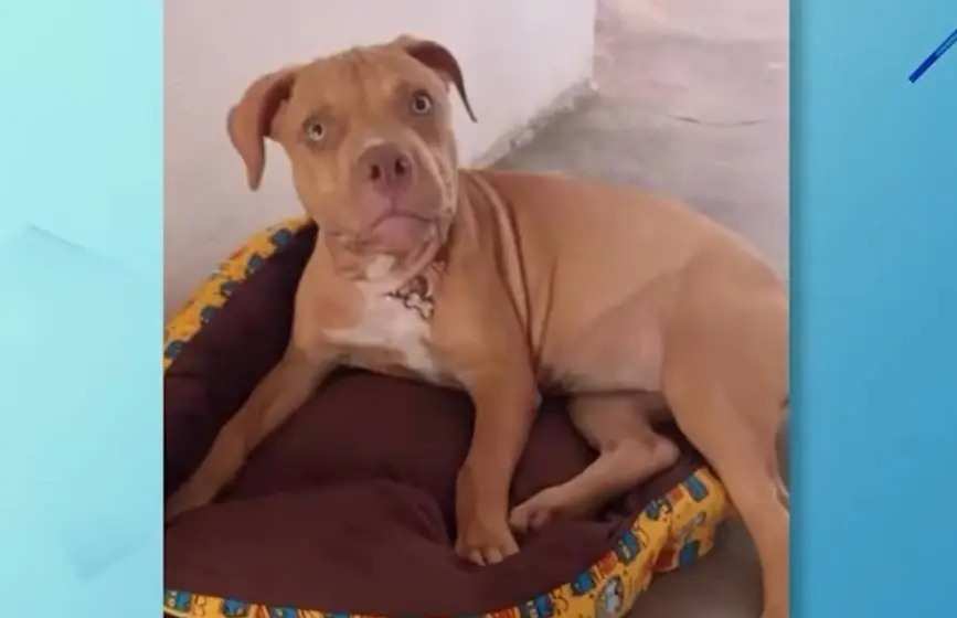 Cadeira É Atropelada em Russas e Motorista Fogem Sem Prestar Socorro