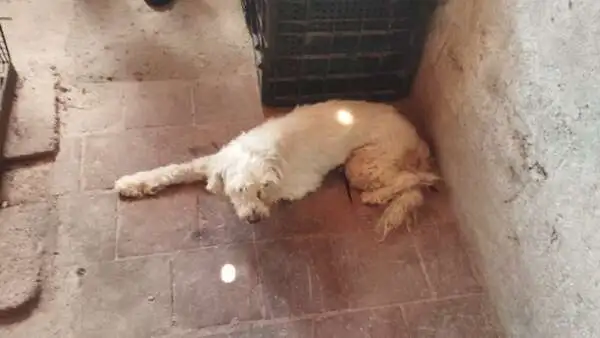 Cadelinha Resgatada: Polícia Militar Salva Vida de Poodle em Situação de Maus-Tratos no Ceará