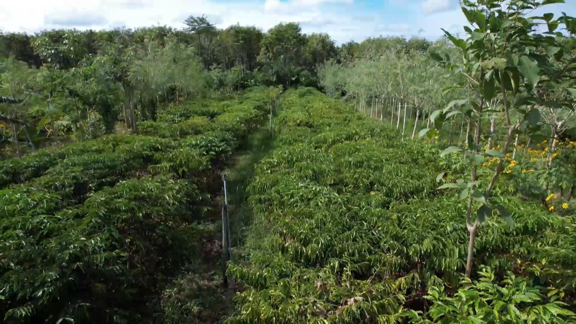 Café Agroecológico: O Futuro do Café no Espírito Santo com Produção Sustentável