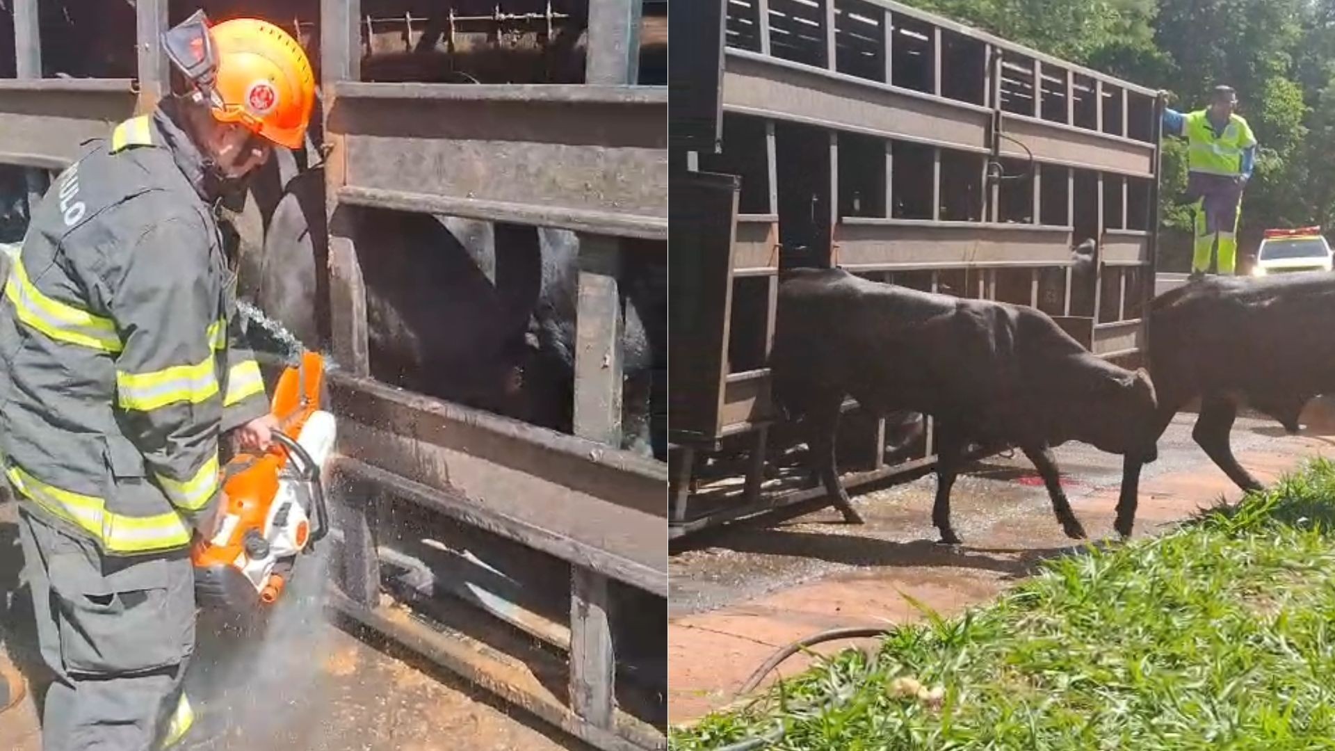 Caminhão carregado com gado tomba em rodovia de Ibitinga; animais são resgatados pelo Corp