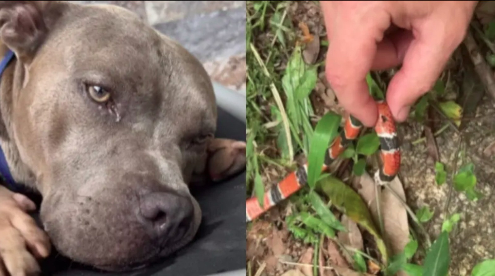 Cão de influencer morre picado por cobra-coral em SC e tentativa de salvamento comove a we