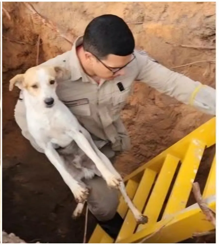 Cão Resgatado: Bombeiros Salvam Animal de Buraco em Obra no Ceará
