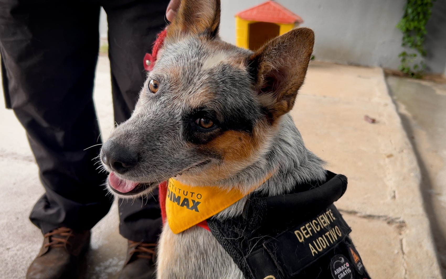 Cão surdo é treinado para atender crianças com deficiência auditiva em Ribeirão Preto, SP