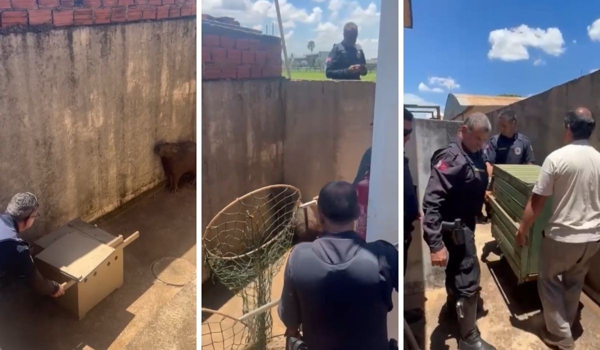 Capivara aparece em aeroporto e mobiliza Guarda para captura em Americana