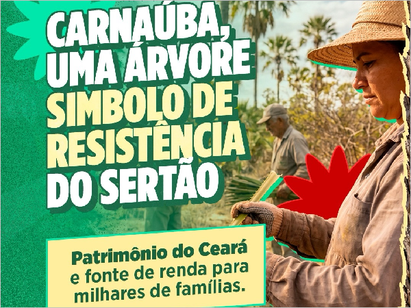 Carnaúba: O Símbolo do Nosso Sertão e a Luta pela Preservação Ambiental