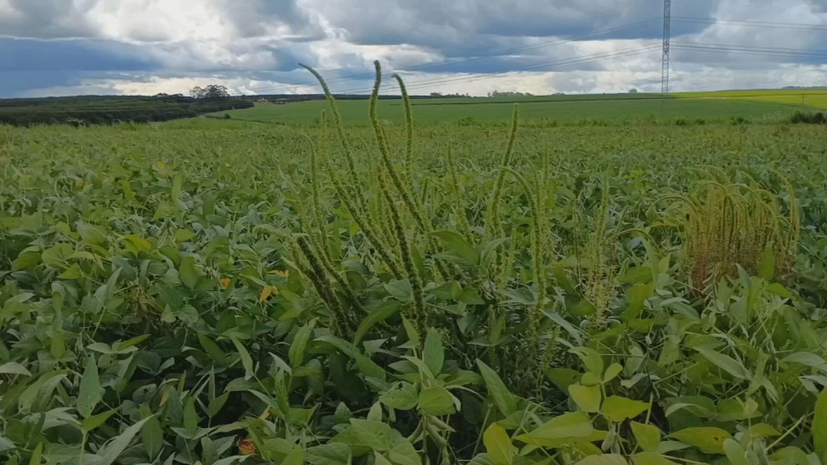 Caruru Gigante: Praga Invasora Ameaça a Soja e o Agronegócio em São Paulo