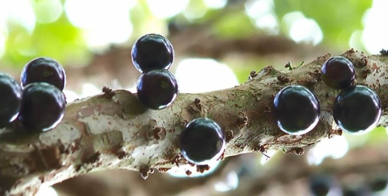 Casca da jabuticaba pode melhorar atenção e controlar apetite, aponta estudo da Unicamp