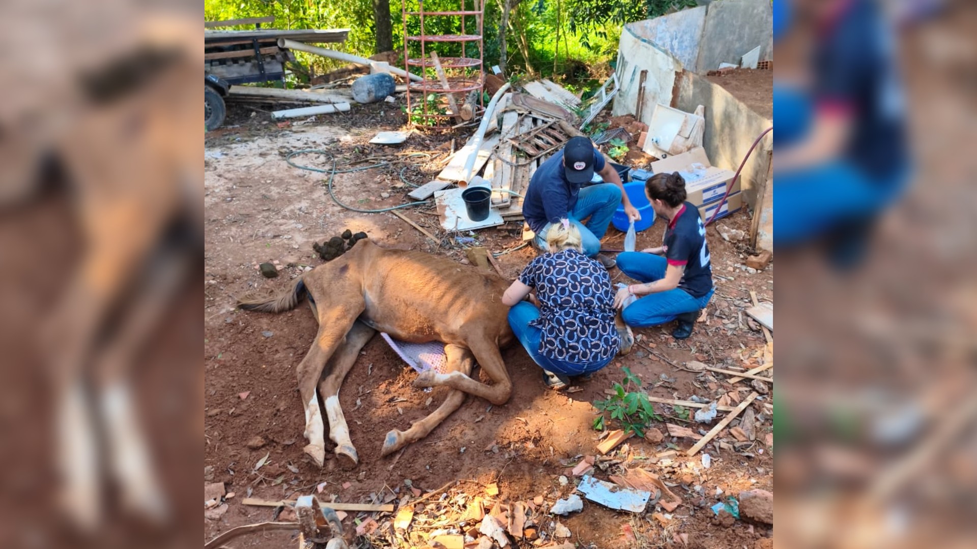 Cavalo vítima de maus-tratos morre após resgate de cinco horas no interior de SP