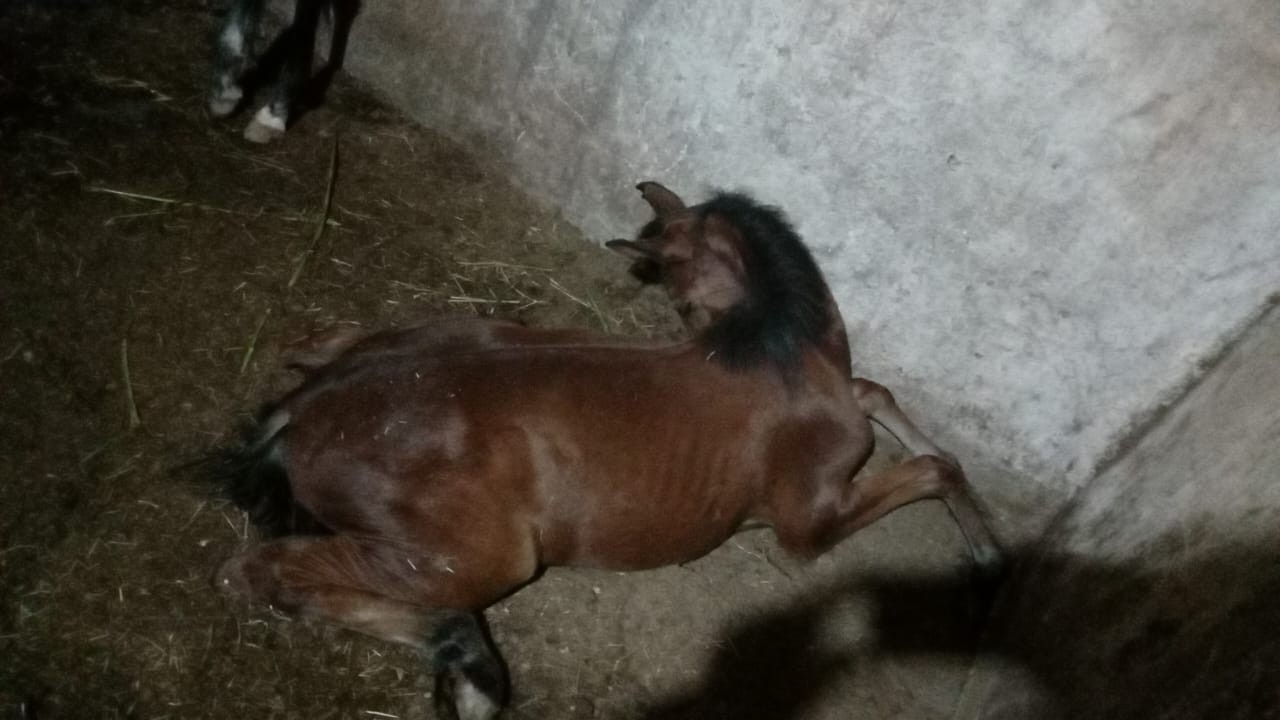 Cavalos morrem após consumo de ração contaminada no Brasil