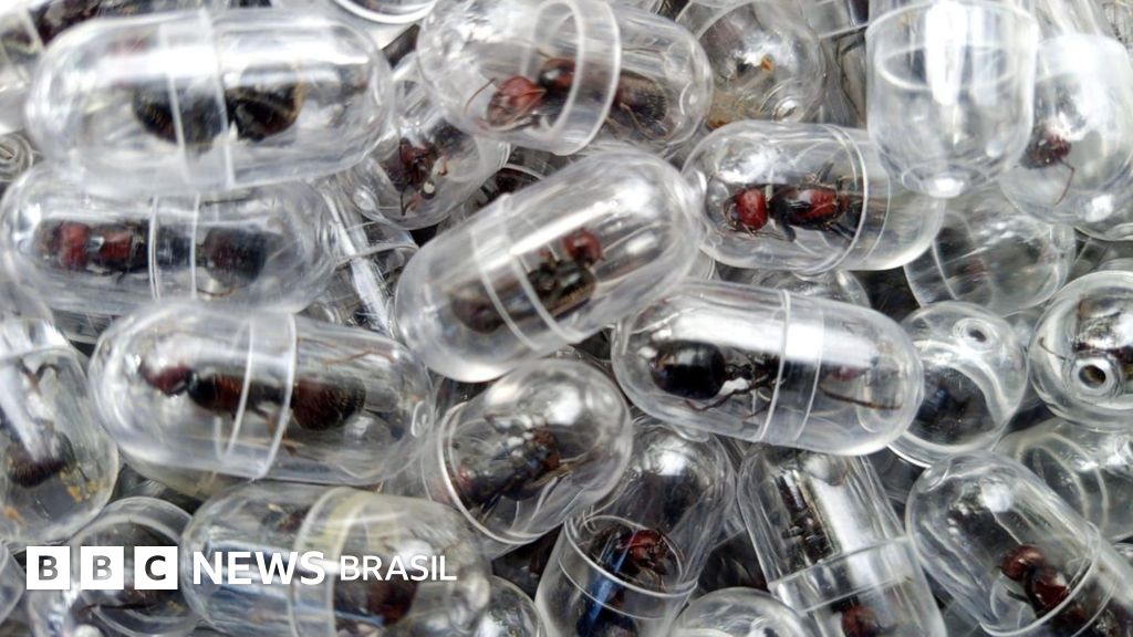 Chinês é preso no Quênia por tentar contrabandear 2 mil formigas rainhas