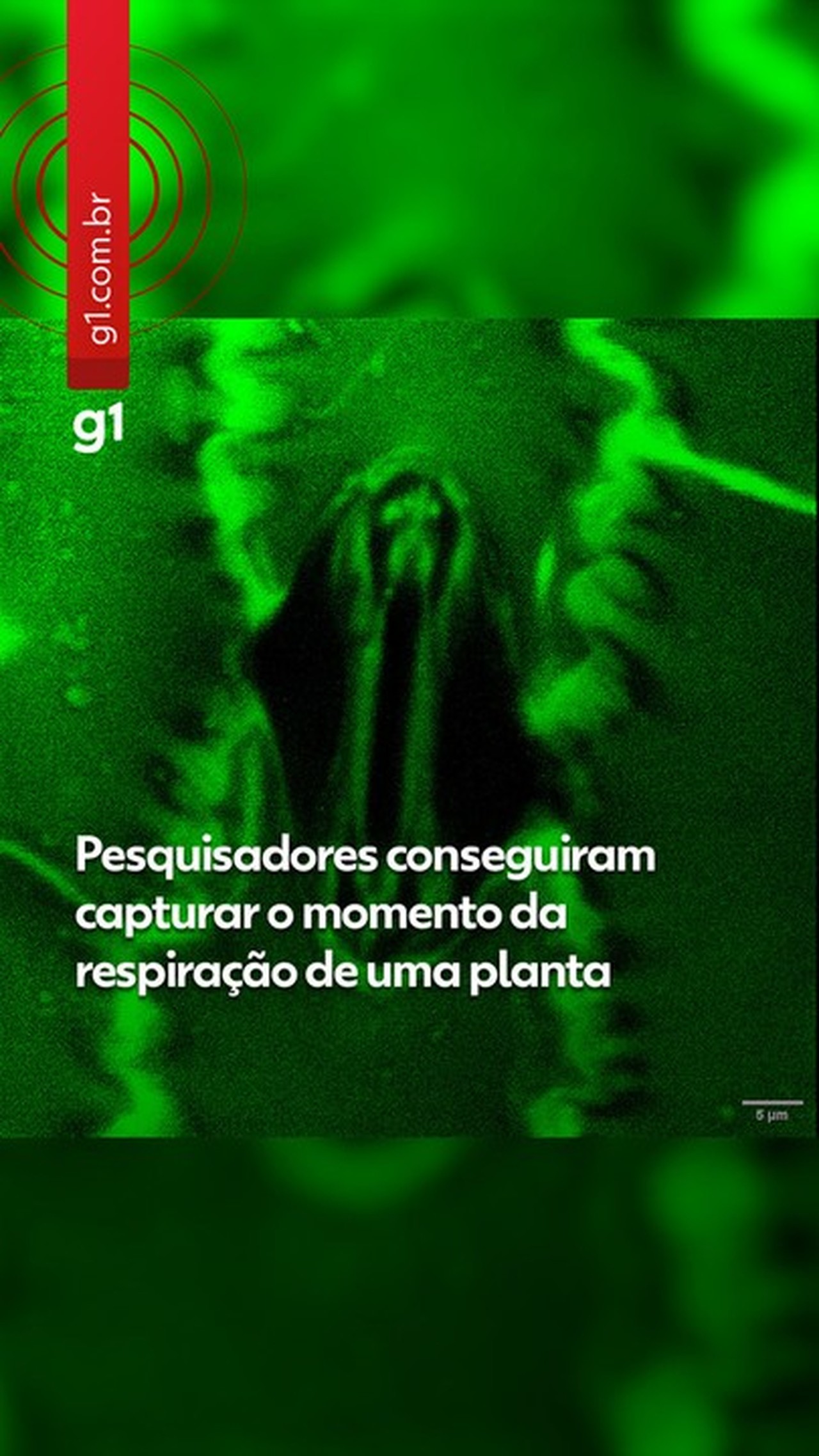 Cientistas flagram vídeo em que "boca" de planta se abre para respirar; VEJA