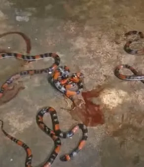 Cobras em Casa: Família do Ceará Encontra Quatro Falsas-Corais em Sua Residência