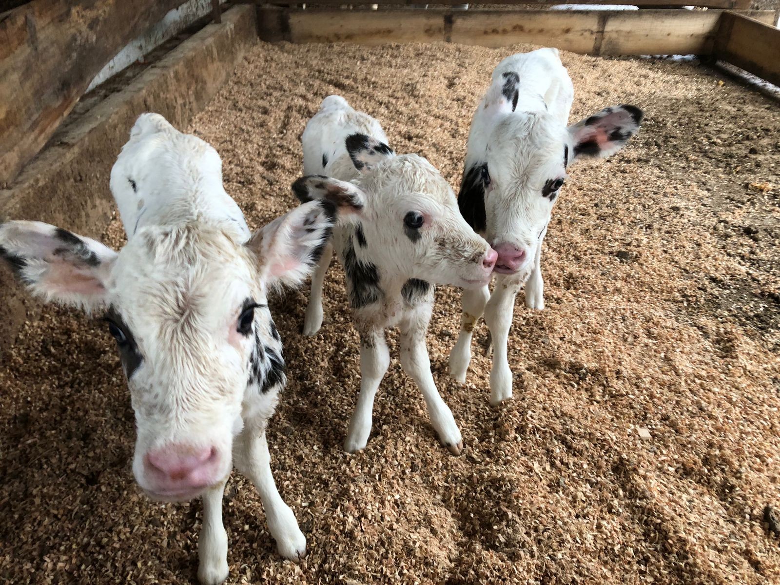 Como Fazendas no Brasil Reduzem a Mortalidade de Bezerras de 10% para Menos de 3%