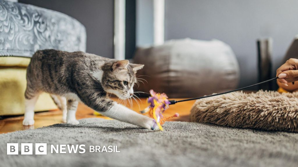 Compreendendo os enigmas felinos: como medicina veterinária e ciência do comportamento animal ajudam a entender gatos agressivos