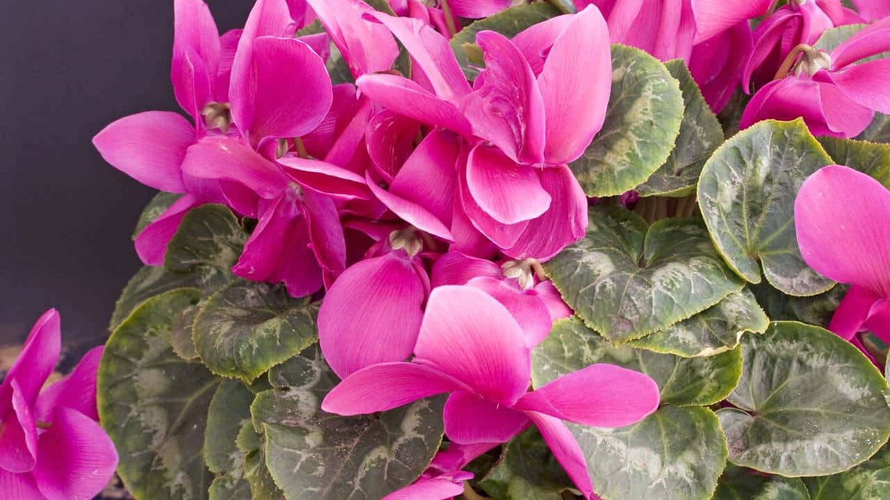 Crie um Jardim de Outono Resiliente: 3 Flores Resistentes para Plantar em Março