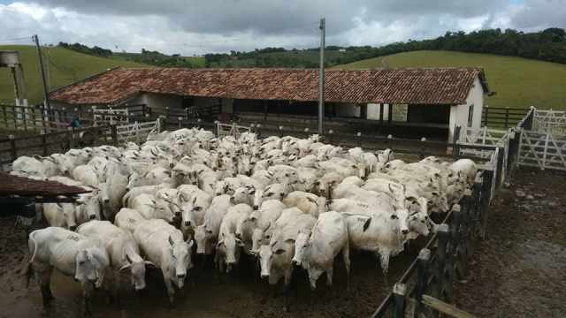 Crise na exportação de carne brasileira: O que está por trás do veto da União Europeia