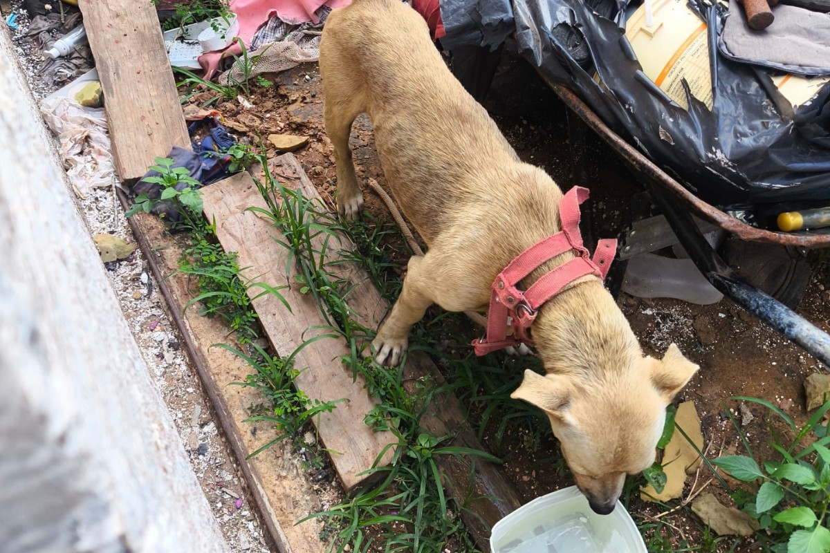 Crueldade Contra Animais em Pernambuco: Casos de Maus-Tratos Sobem 61,9% em 2025