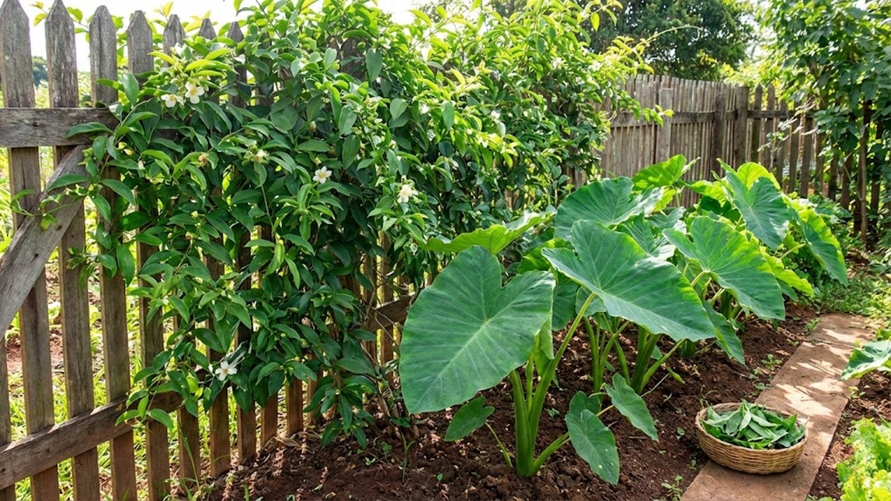 Cultive Perenidade: Conheça as 2 Plantas que Crescem Sozinhas e Garantem Comida Farta em 2026