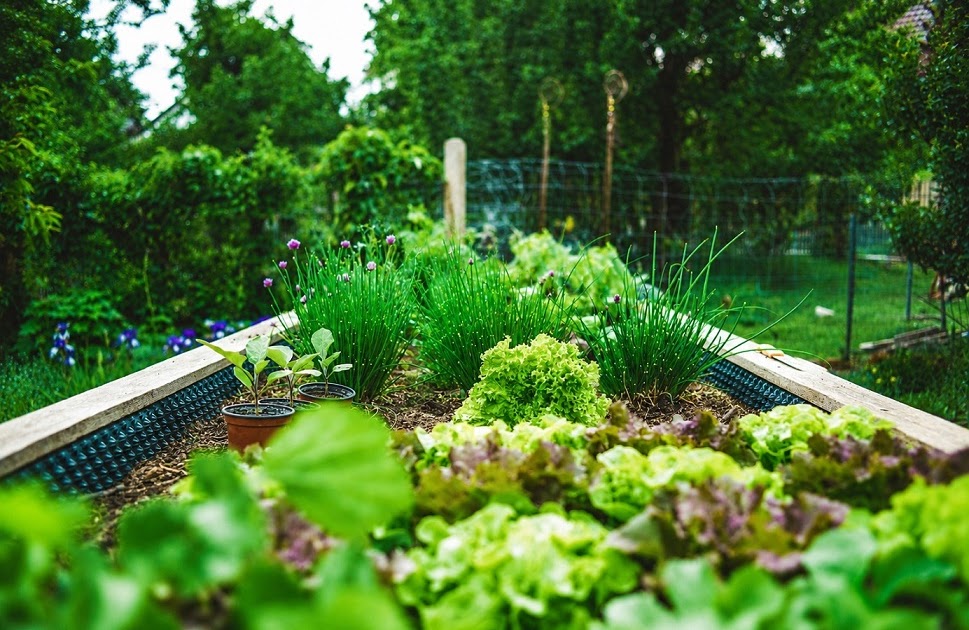 Curso de Agricultura Urbana Gratuito: Desbrave o Futuro Sustentável do Brasil