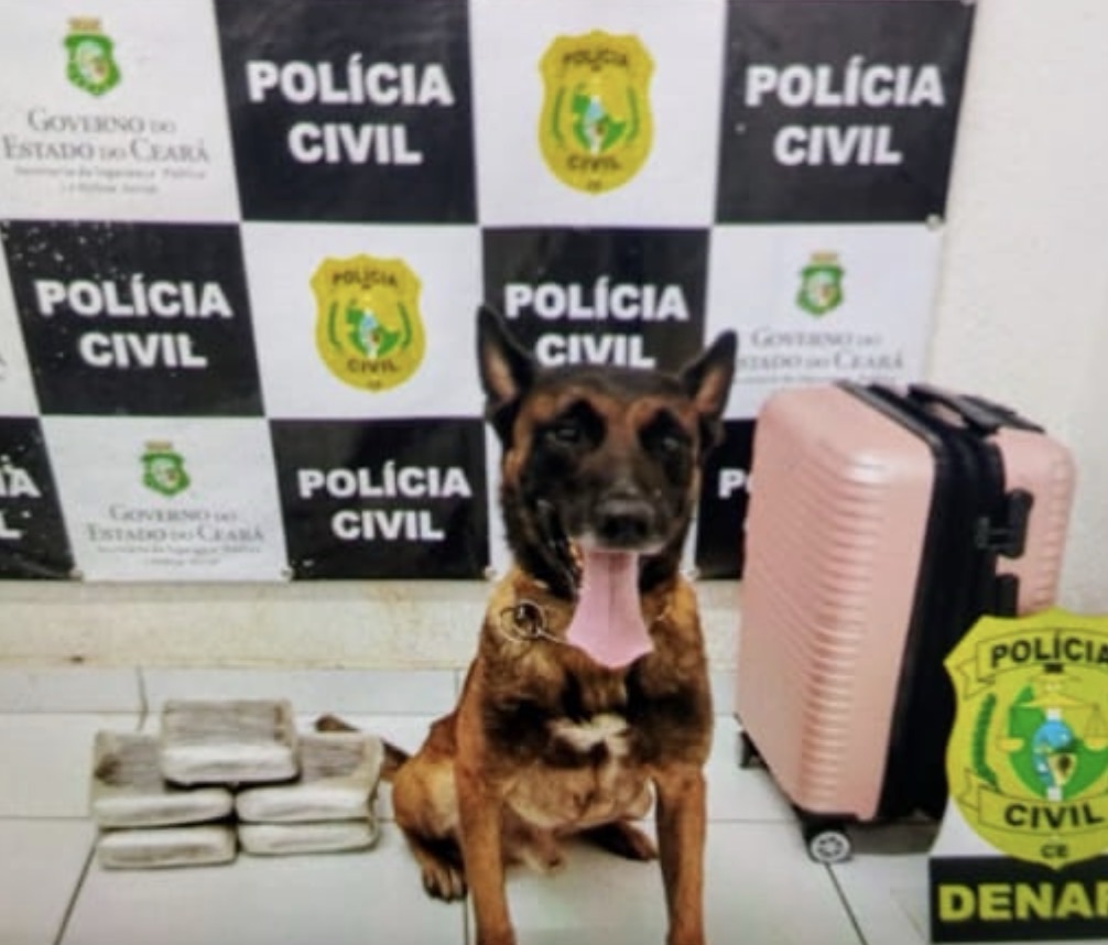 Denarc Preenche Código com Apoio de Cão Farejado e Apreende 6 Quilos de Drogas em Tauá