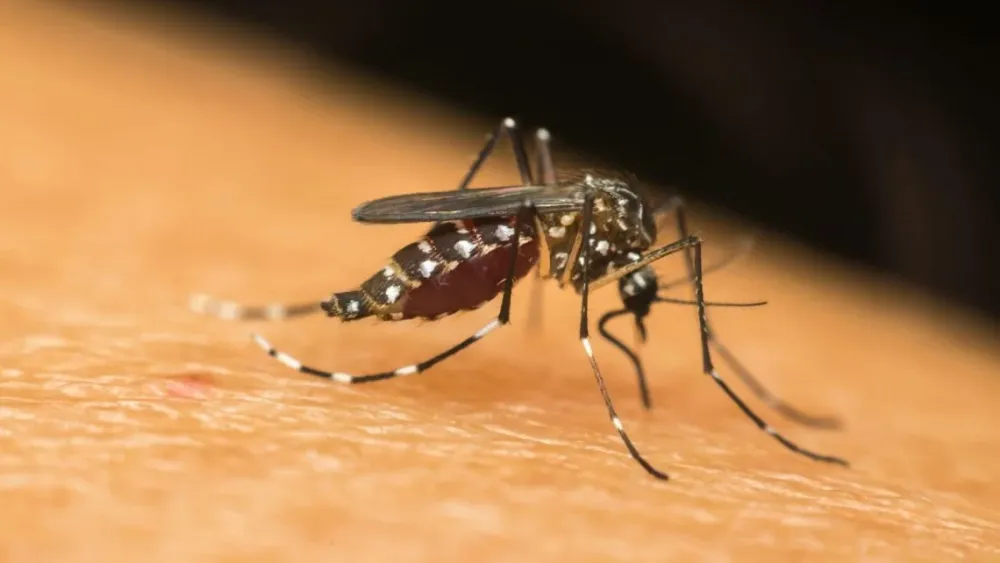 Dengue no Ceará: Casos Disparam em 30% e 5 Morte em 2026