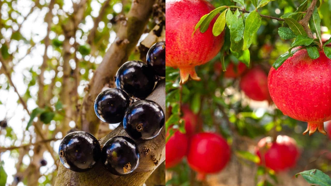 Descubra as Melhores Espécies de Frutas para Plantar em Vasos em 2026: Saúde e beleza em casa!