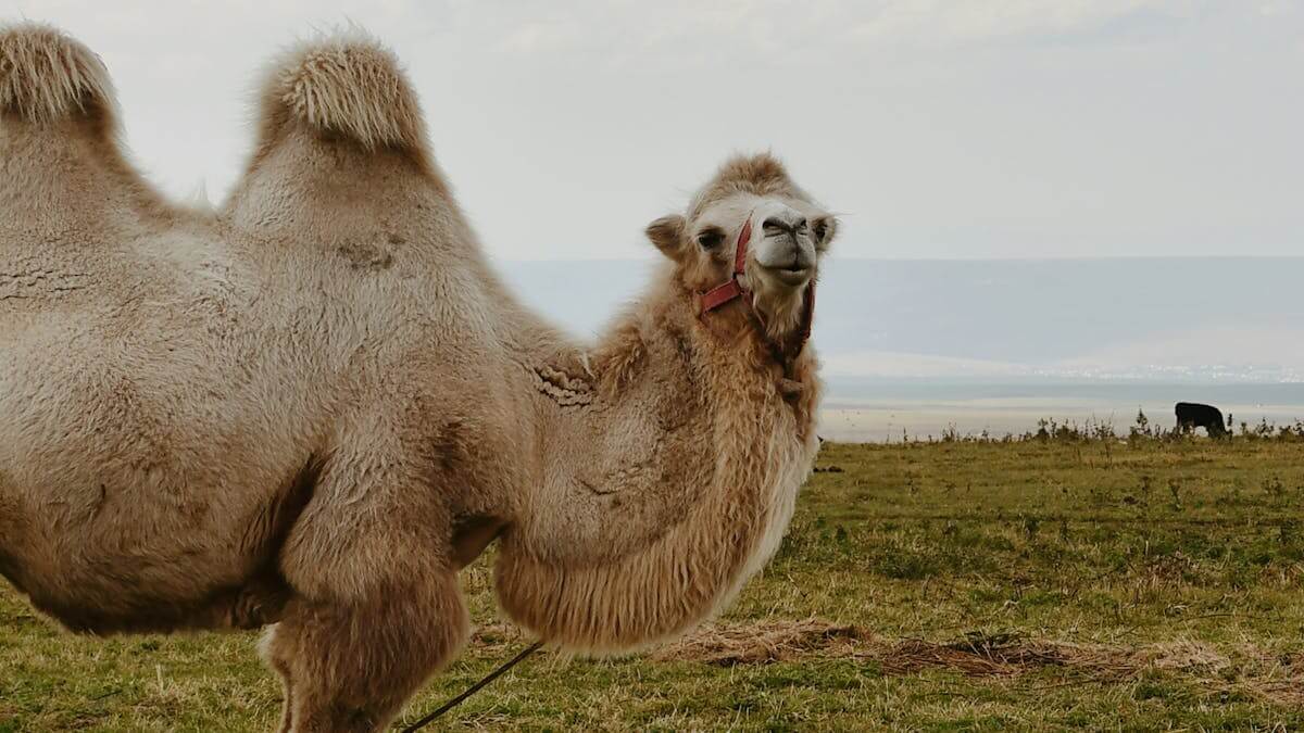 Descubra o Segredo: Quais são os Coletivos de Camelos e Outros Animais Fascinantes?
