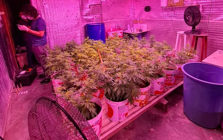 Desmantelada Operação de Maconha: 330 Pés Descobertos em Caucaia, Ceará