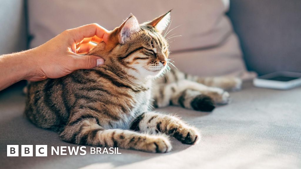Desvendando o Mistério do Câncer: O Papel dos Gatos na Medicina Humana