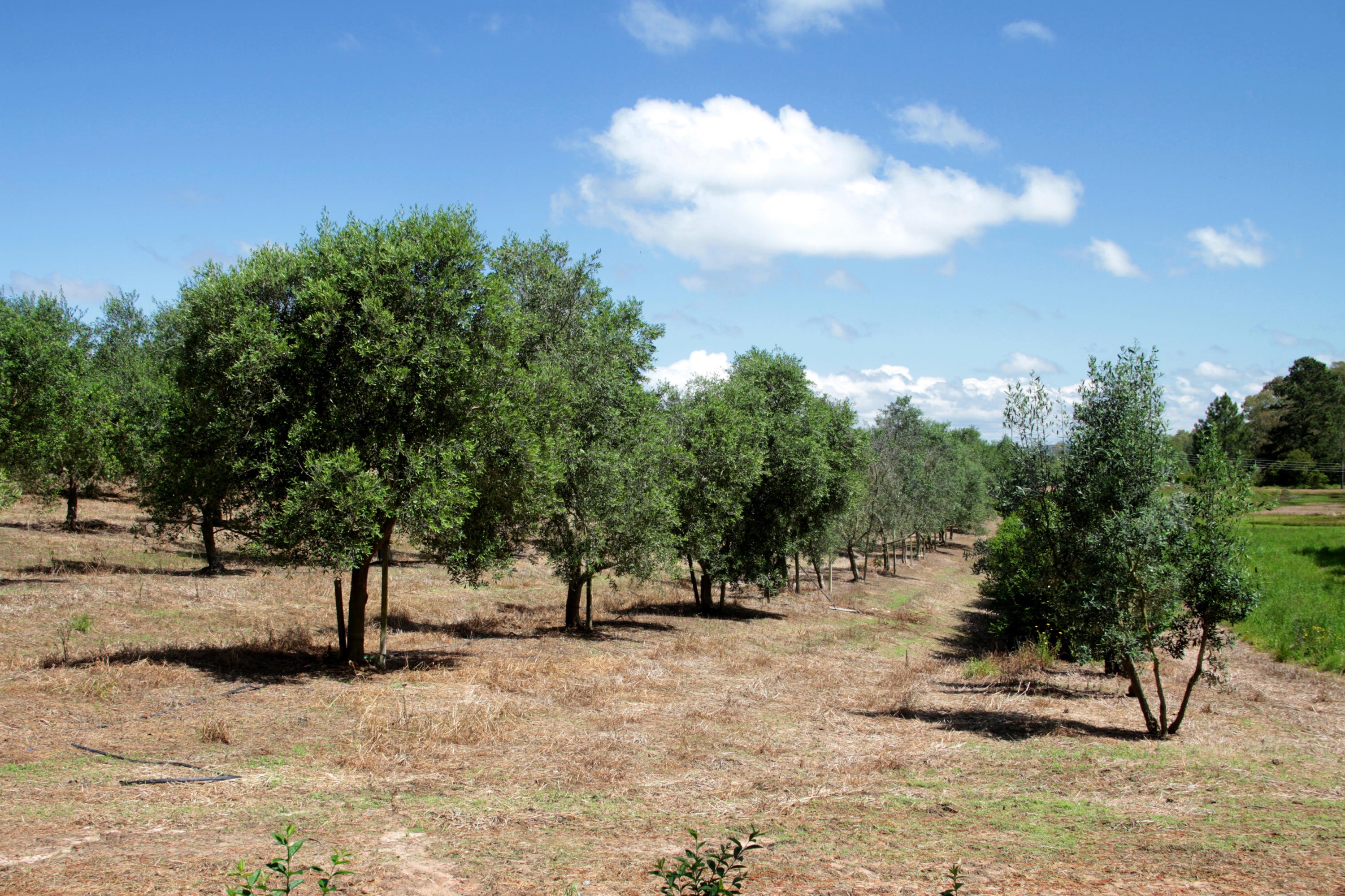 Dicas de Ouro para o Plantio de Oliveiras: Incremente Sua Produção